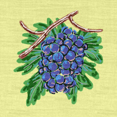 Bunch of ripe dark blue grapes with green leaf hand drawn on canvas illustration