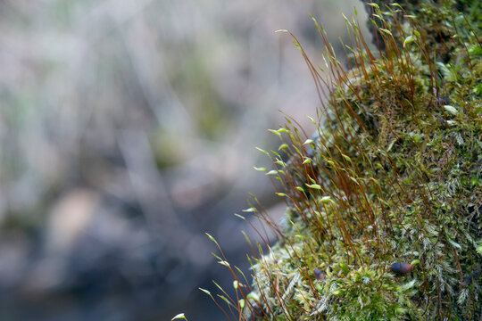 苔の花 Images Browse 22 Stock Photos Vectors And Video Adobe Stock