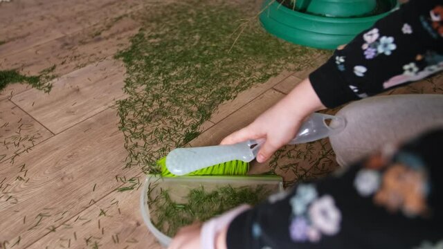 Young Caucasian Girl Cleaning Up After Christmas Sweeping Up Pine Tree Needles From Wooden Floor Using Hand Broom And Dustpan