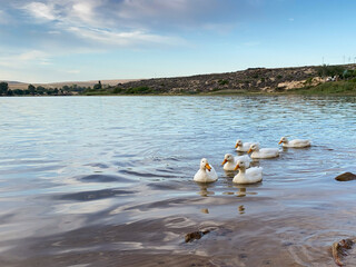 White ducks swimming at the shore of Bulshoek Dam. Animal, holiday, cute concepts.