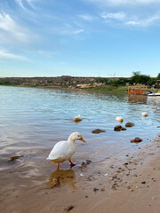 White ducks swimming at the shore of Bulshoek Dam. Animal, holiday, cute concepts.