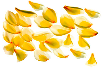 Pétales de frangipanier 