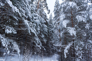 winter landscape in the Urals in 2021. A fairy tale in modern life!