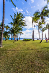 Cocotiers sur plage de Grand Anse, &icirc;le de la R&eacute;union 