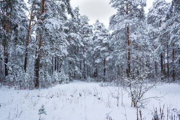 Fototapeta premium winter landscape in the Urals in 2021. A fairy tale in modern life!