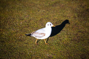 Möwe auf der Wiese, Nahaufnahme