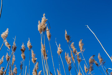 Reeds in winter, blue sky, nature, park in the Nymphenburg Palace