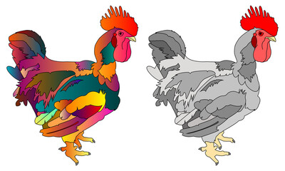 Colorful rooster design flat vector illustration. Grey cock with red comb.