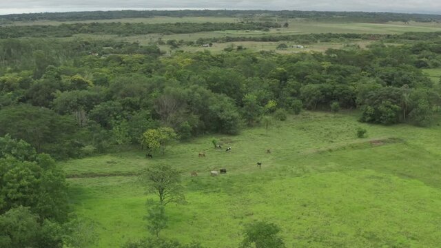 Aerial view cows graze in the fields. Natural landscape with forests and fields in a beautiful bridge.