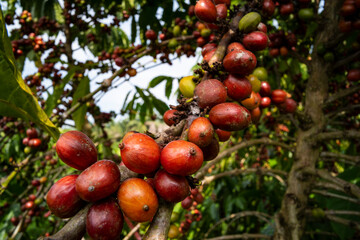 coffee tree at coffee farm