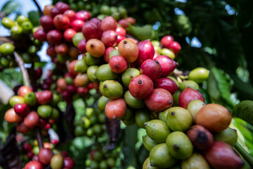 coffee tree at coffee farm