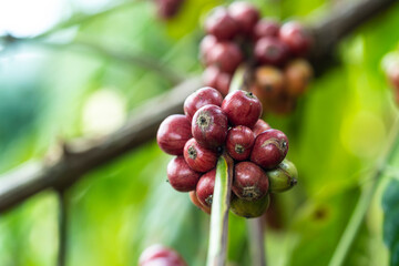 coffee tree at coffee farm