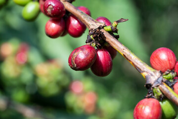 coffee tree at coffee farm