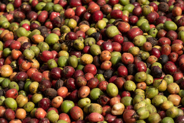 coffee tree at coffee farm