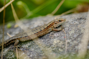 Waldeidechse, Zootoca vivipara, Lacerta vivipara, Bergeidechse, Mooreidechse