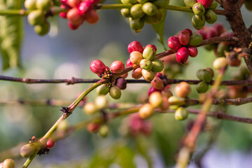 coffee tree at coffee farm