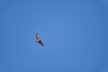 Buteo, Buzzard soaring high in the blue sky looking for prey