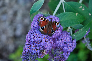 Aglais io, European peacock butterfly, on summer lilac