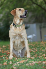 Photography, close-up of a dog