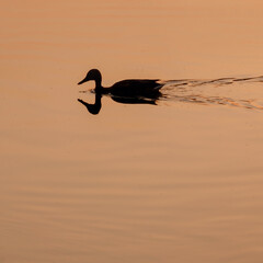A duck swimming in a lake or river. A silhouette of a duck in the water at sunrise or sunset