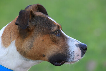 Photography, close-up of a dog