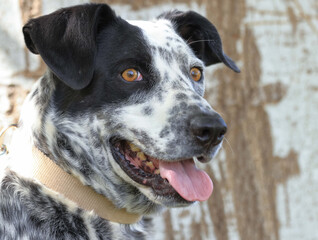 Photography, close-up of a dog