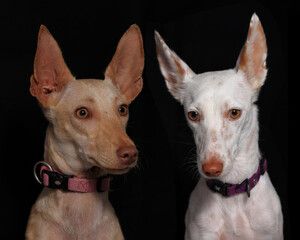Photography, close-up of a dog