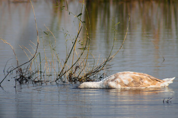 Swan with head under lake water closeup view with blurred reed reflections on background