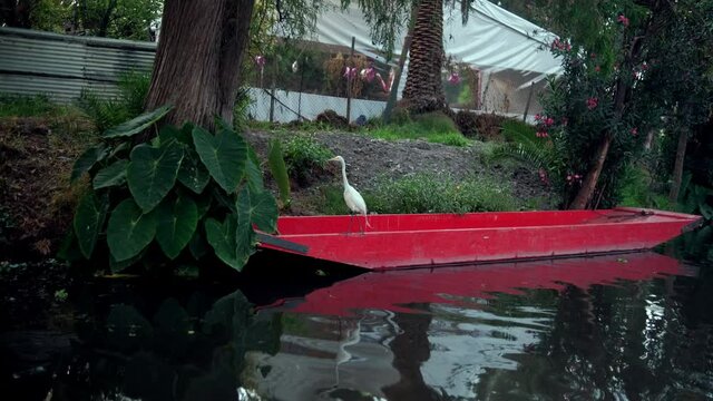 White heron standing on red boat in Xochimilco Lake