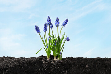 Hyacinth flower in spring grass with sky