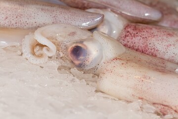 Fototapeta na wymiar Common squid (Loligo vulgaris), fresh from the Galician Rías on ice, Vigo (Spain), selective focus on the center of the image.