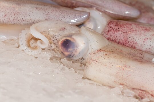 Common squid (Loligo vulgaris), fresh from the Galician Rías on ice, Vigo (Spain), selective focus on the center of the image.