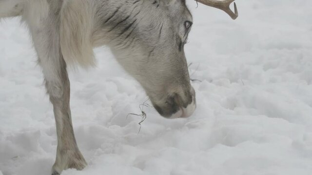 Detail of reindeer (Rangifer tarandus) head searching food under the snow