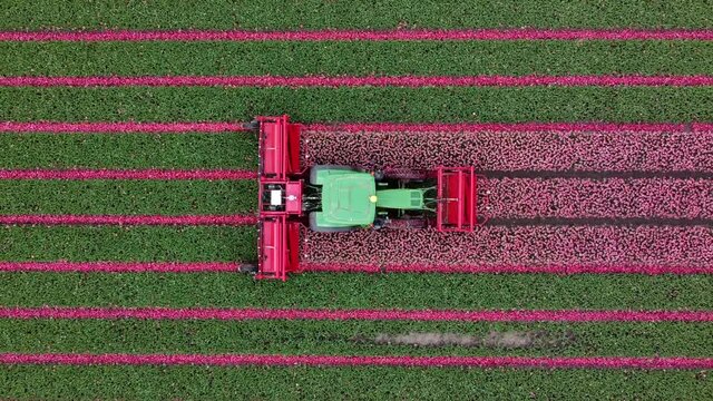 Aerial top down drone view of tractor topping pink tulips