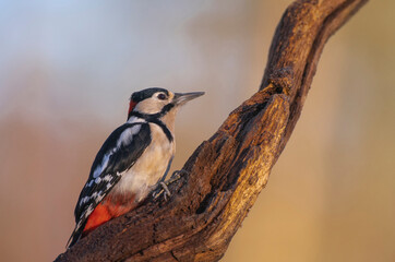 Great spotted woodpecker, Dendrocopos major,late winter searching for food
