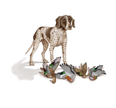 chien, braque, canard, siffleur , sarcelle , allemagne, m&acirc;le, femelle, animal de compagnie, brun, isol&eacute;, mammif&egrave;re, chiot, race, blanc, de race, court, portrait, chasse, chassant, joli, braque de weim