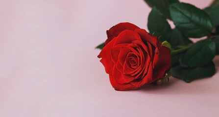 red rose on pink background with copy space. Flat lay. Mothers day, valentines day, womans day concept.
