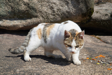 Fototapeta premium cat on the beach