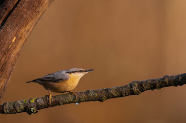 Eurasian Nuthatch,  Sitta europaea, searching for food, late winter in a Sussex woodland