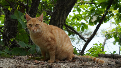 cat on tree