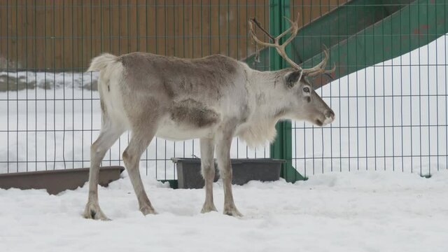 Captive domesticated reindeer (Rangifer tarandus) male