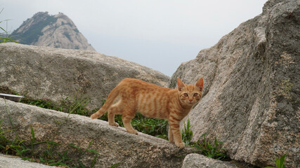 fox in the mountains