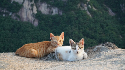 Fototapeta premium cat on the rocks