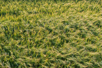 Ears of young green wheat. View from above.