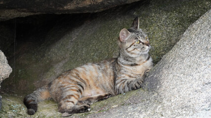 portrait of a cat