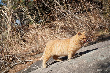 cat on the beach