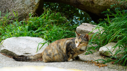 cat on a tree