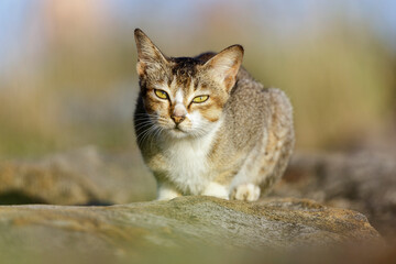 Obraz premium cat on the grass