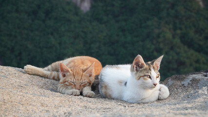 cat on the beach