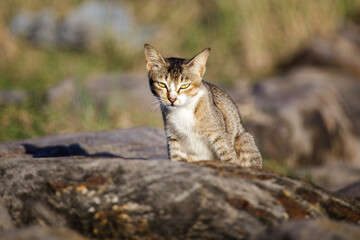Naklejka premium cat on a rock